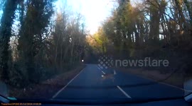 Deer near miss