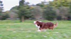 CoopFrisbee