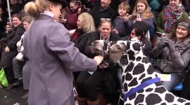 Mini Horses Dressed as Dalmatians for New Year