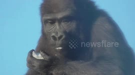 Cute Baby Gorilla Eats Ice