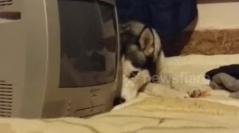 Guilty husky hides behind television after shredding owner's jacket