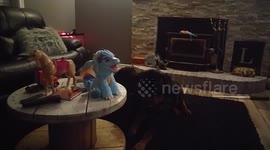 Rottweiler Vs Dragon Baby