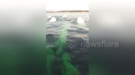 Kayakers encounter big beluga whale pod