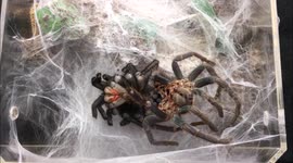 Tarantula sheds skin in impressive time-lapse