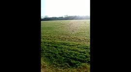 Dog marking/Weeing on his pug pal