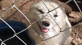 Rescued fox is over excited as her carer visits her