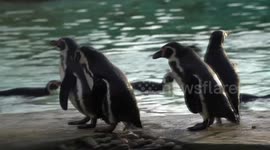 Annual stocktake at ZLS London Zoo 2017