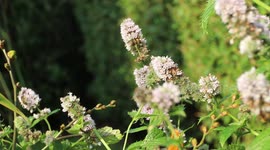 Bee collecting pollen