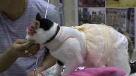 This celebrity cat wears diapers