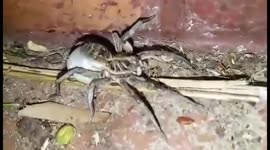 Man finds huge wolf spider carrying an egg sac in his garden