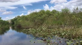Riding through everglades swamps