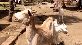 Goat fails to eat a potato (Ziege verzweifelt an Kartoffel)