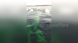 Kayakers encounter big beluga whale pod