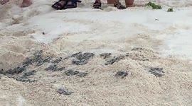 Rescued baby turtles released into the sea