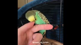 Angry budgie attacks hand