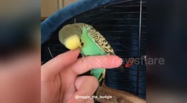 Newsflare Edit - Angry budgie attacks hand