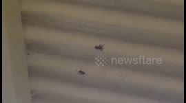 On a hot day all the spiders come out.