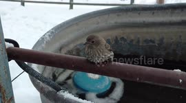 Good samaritan rescues finch after getting stuck to frozen to a pipe