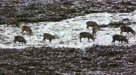 Red deer stags forage in snow to find food in Scotland