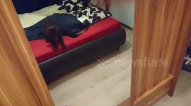 Little puppy saw himself in a mirror