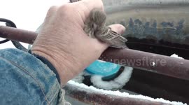 Good samaritan rescues finch stuck on a frozen pipe in Idaho