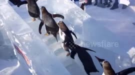 Penguins enjoy icy slide at Chinese Polarland theme park