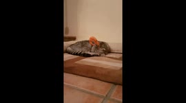 Pugandcat : Cat dreams of prawns