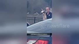Police 'arrest' llama on the loose in Georgia, USA