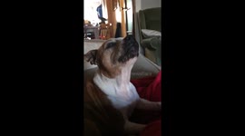 Staffy giraffe tongue