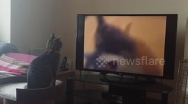 Kitten watching reality TV