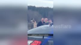Llama on the loose gets 'arrested' by police in Georgia, USA