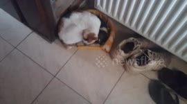 confused cat