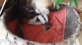 Kitten vs mouse for first time