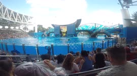 Getting soaked a Sea World by whales