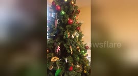 Newsflare Edit - Cat vs.  Mom over Christmas Tree
