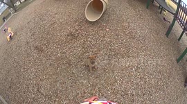 Puppy at the park! What would you do for a piece of bacon?