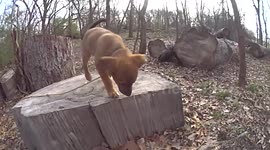 Most Talented 9 week old puppy!