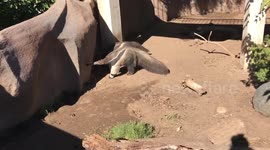 Anteaters are super weird animals