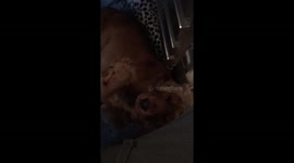 Dog gets rubbed in the righ spot