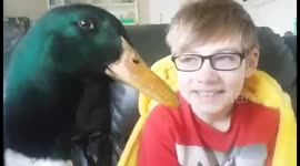 Nibbles the pet duck and his owner have beautiful bonding moment