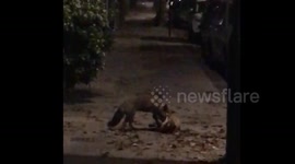 Man captures brutal fox fight in north London street