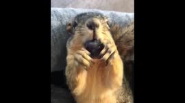 Jinx the squirrel enjoys munching on a delicious grape