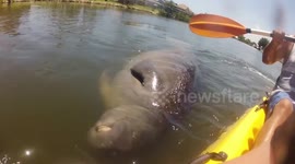 Kayaker has close encounter with friendly manatee