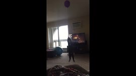 Dog tries to seal balloon from cat