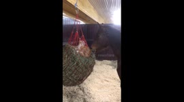 Cat plays in horse in food