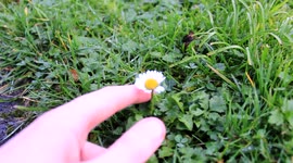 Daffodils and daisies start to bloom unusually early