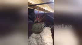 Kittens befriend horses in barn