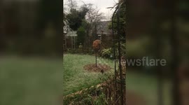 Cheeky fox caught standing on a bird table scoffing nuts