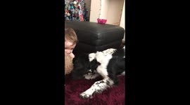 Puppy v Baby