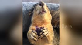 Newsflare Edit - Eating a grape!